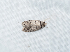 Scatochresis episema