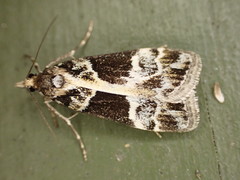 Eudonia melanaegis