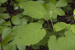 Actinidia kolomikta