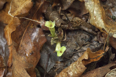 Gentiana zollingeri