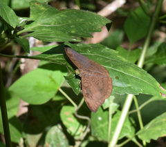 Adoliadini