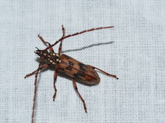 Strongylurus cretifer