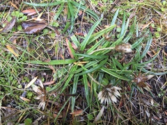 Celmisia major brevis