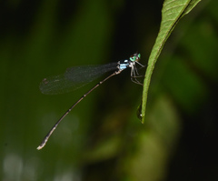 Coeliccia bimaculata