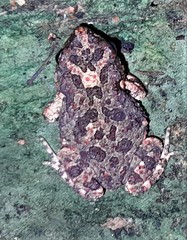 Poyntonophrynus fenoulheti