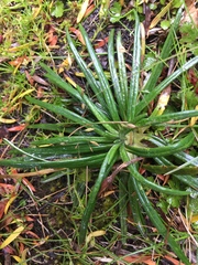 Celmisia major brevis