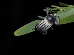 Psapharus ruficornis