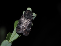 Proteuxoa rubripuncta