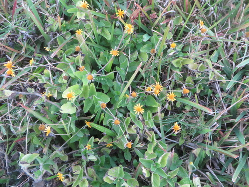 Image of Acmella pilosa by (c) Ben Machado, some rights reserved (CC BY)