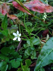 Arenaria paludicola