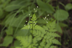 Osmorhiza aristata