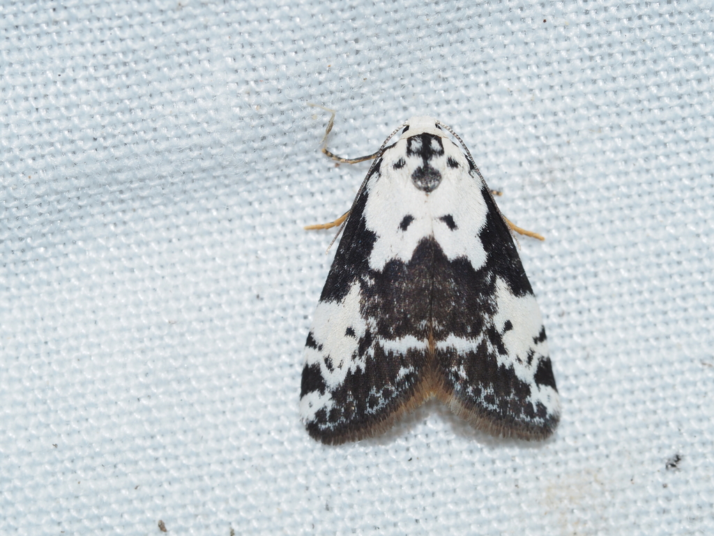 Thallarcha epigypsa