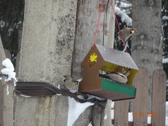 Coccothraustes