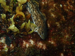 Aplodactylus arctidens