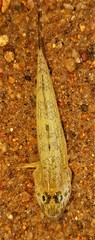 Glossogobius giuris