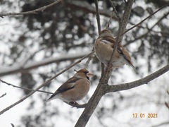 Coccothraustes