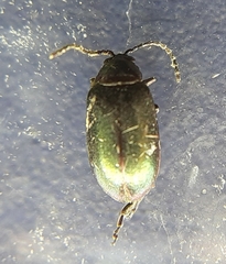 Altica torquata