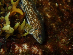 Aplodactylus arctidens