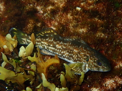 Aplodactylus arctidens