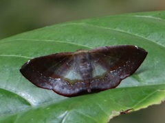 Fascellina meligerys