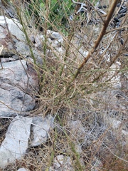 Sairocarpus multiflorus