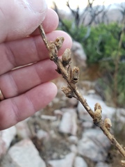 Sairocarpus multiflorus