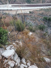 Sairocarpus multiflorus