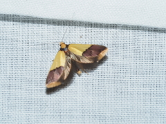 Hemibela oxyptera