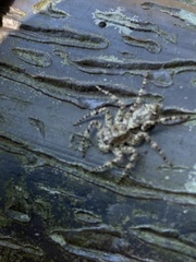 Spartaeinae