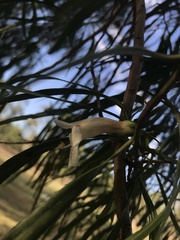 Eremophila bignoniiflora