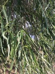 Eremophila bignoniiflora
