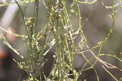 Cassytha glabella dispar