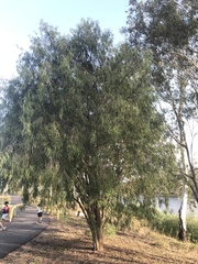Eremophila bignoniiflora
