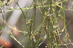 Cassytha glabella dispar