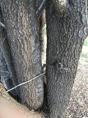Eremophila bignoniiflora