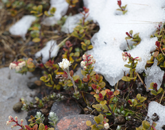 Gaultheria colensoi