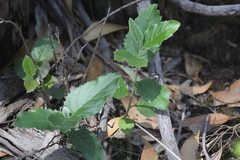 Olearia grandiflora