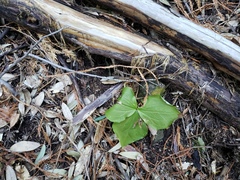 Trillium ovatum