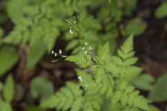 Osmorhiza aristata