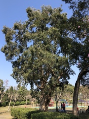 Melaleuca leucadendra