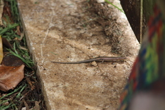 Emoia cyanura