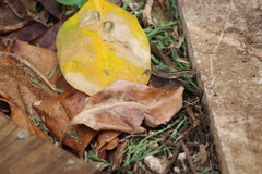Emoia cyanura