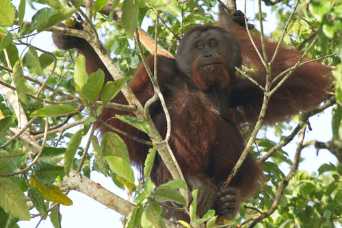 Bornean Orangutan, photo 6 of 7