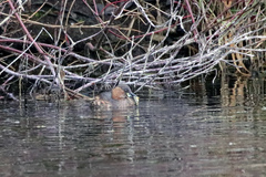 Tachybaptus ruficollis