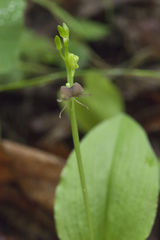 Liparis campylostalix