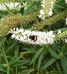 Helophilus cingulatus