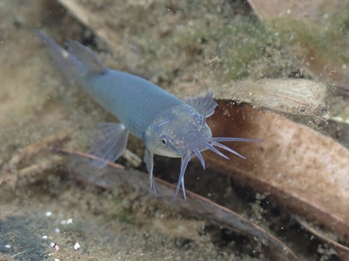 Flathead loach (Oreonectes platycephalus) — Nemacheilidae — 4