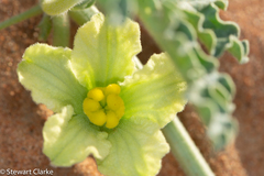 Citrullus colocynthis