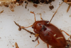 Mycetaea subterranea