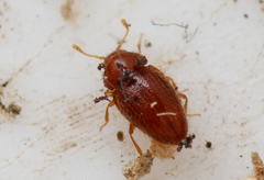 Mycetaea subterranea